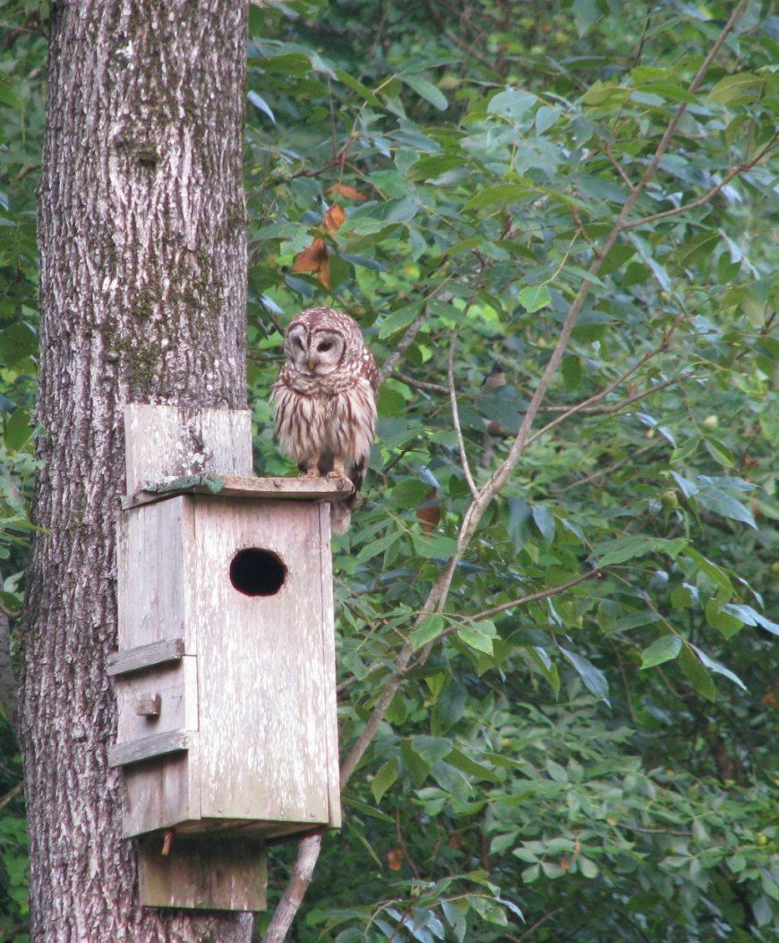 Barred Owl House Plans Pdf Design Talk