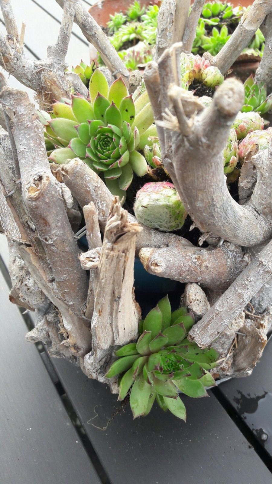 Dachrosen Pflanzen Und Dekorativ Einsetzen von Deko Ideen Mit Hauswurz Photo