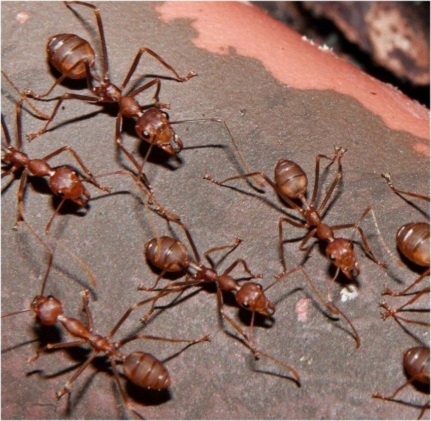 Emejing Was Tun Gegen Ameisen In Der Küche Gallery  Amazing Home von Ameisen In Der Küche Photo