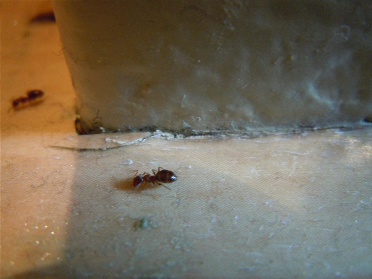 Großzügig Ameisen In Der Küche Zeitgenössisch  Küchenschrank Ideen von Ameisen In Der Küche Bild