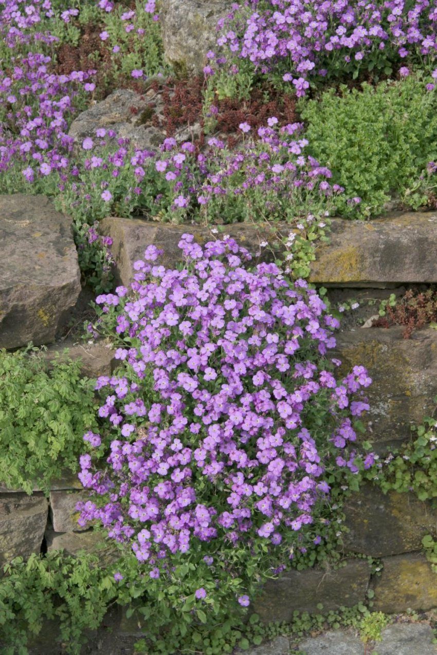 Natursteinmauern Farbenfroh Bepflanzen  Trockenheitsresistent von Pflanzen Für Sehr Sonnigen Standort Bild