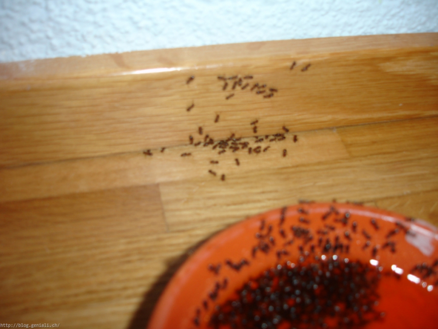 Schöne Ameisen In Der Küche Hilfe Die Ameisen Kriechen Aus Dem von Ameisen In Der Küche Bild