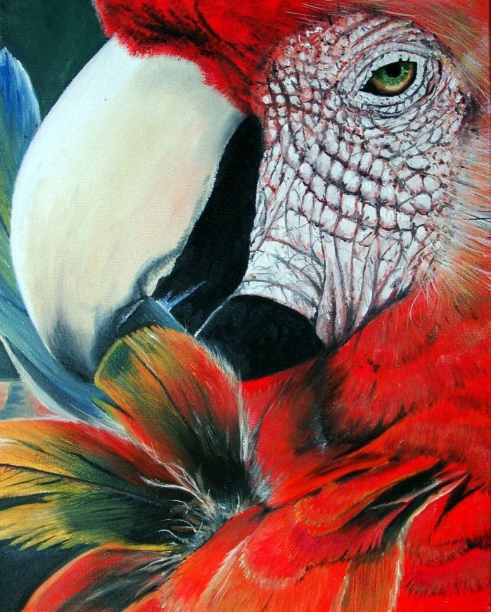 Acrylmalerei Papagei  48 Bilder Und Ideen  Gemalt  Auf Kunstnet von Papageien Bilder Auf Leinwand Photo