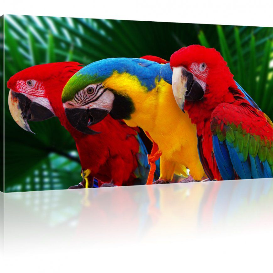 Ara Papageien Rot Geld Blau Bild Auf Leinwand von Papageien Bilder Auf Leinwand Photo