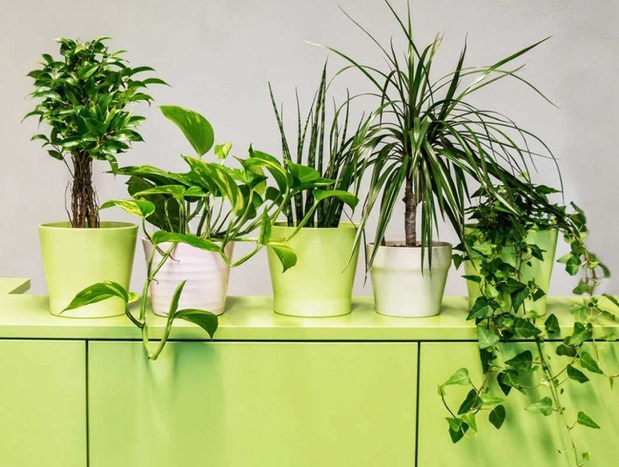 Fabelhafte Grünpflanzen Für Die Wohnung Luftreinigende Pflanzen Frs von Luftreinigende Pflanzen Fürs Schlafzimmer Photo