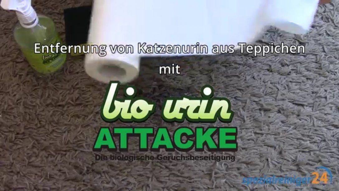 Katzenurin Aus Teppich Entfernen (Mit Bio Urin Attacke)  Youtube von Katzenurin Aus Teppich Entfernen Bild
