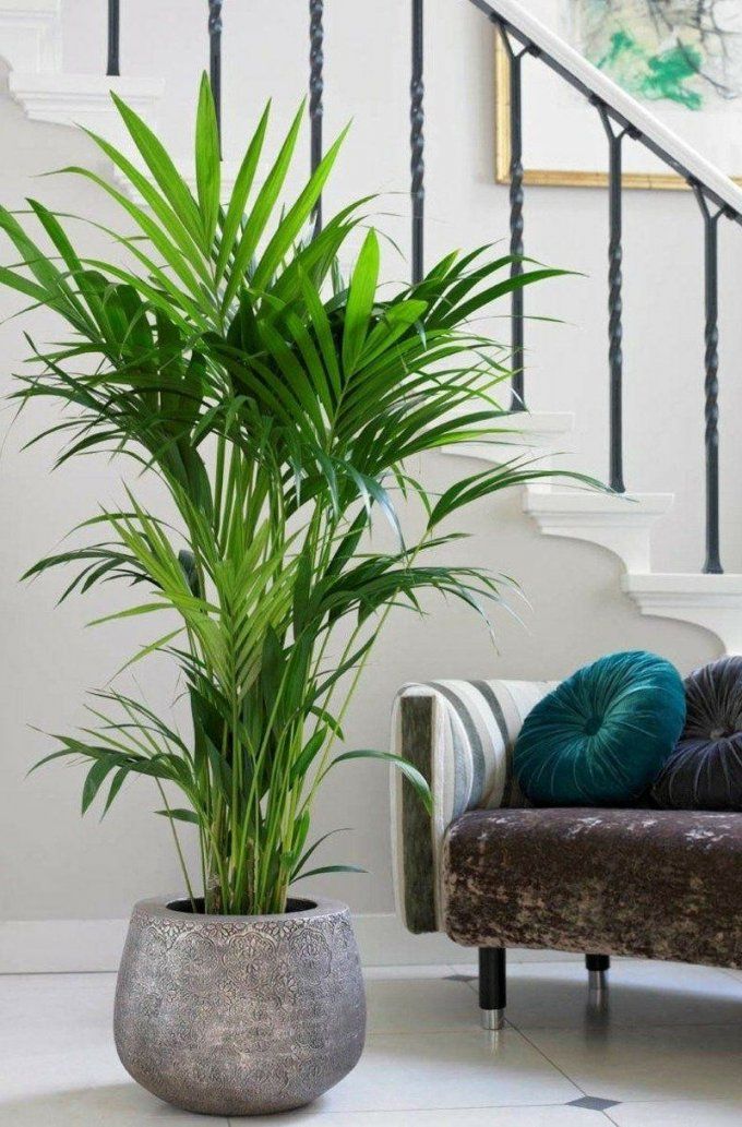 Kentia Palme  Kentia Palme Wohnzimmer Und Pflanzen von Luftreinigende Pflanzen Fürs Schlafzimmer Bild