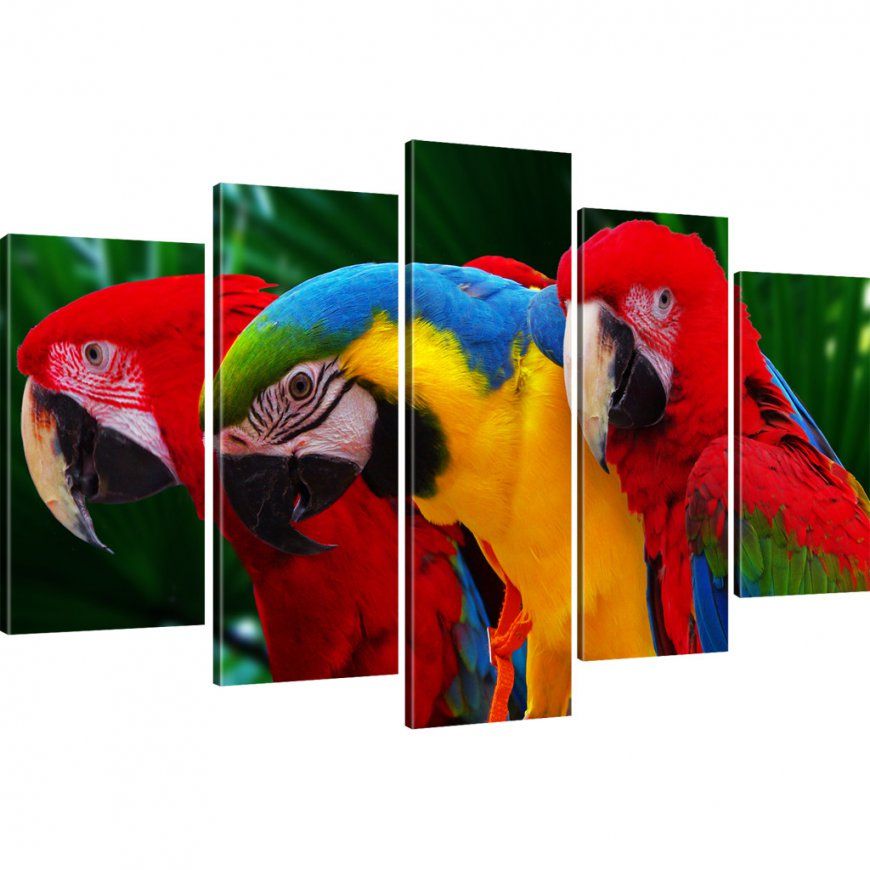 Wandbilder Ara Papageien Rot Geld Blau Bild Auf Leinwand Vogel von Papageien Bilder Auf Leinwand Photo